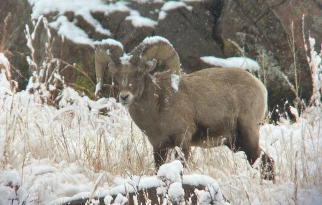 Bighorn Sheep