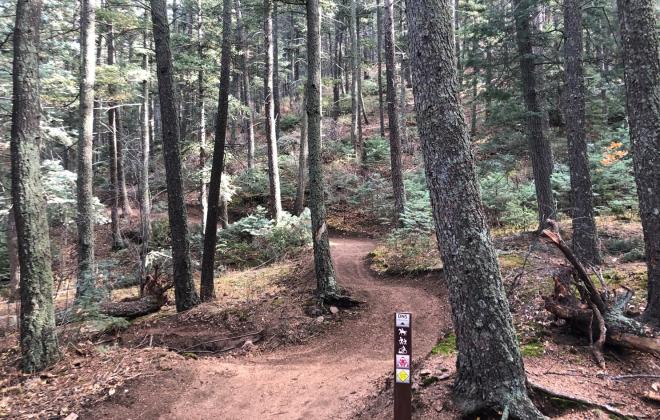 Daniels Pass Trail. wide, winding dirt trail through forest with large trees